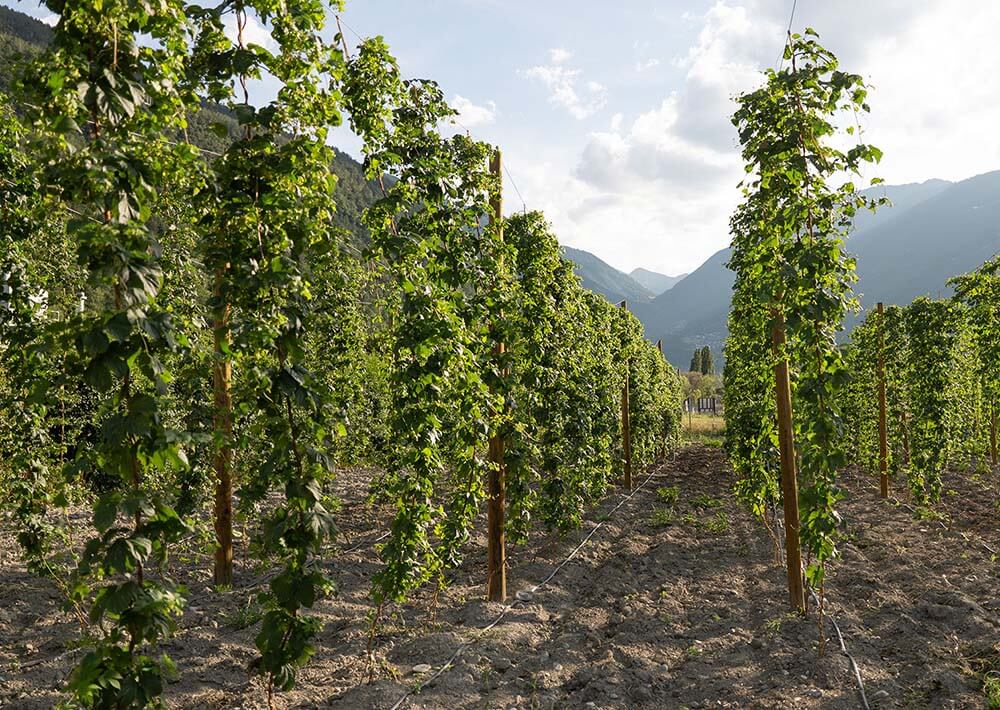 On a fait pousser notre houblon