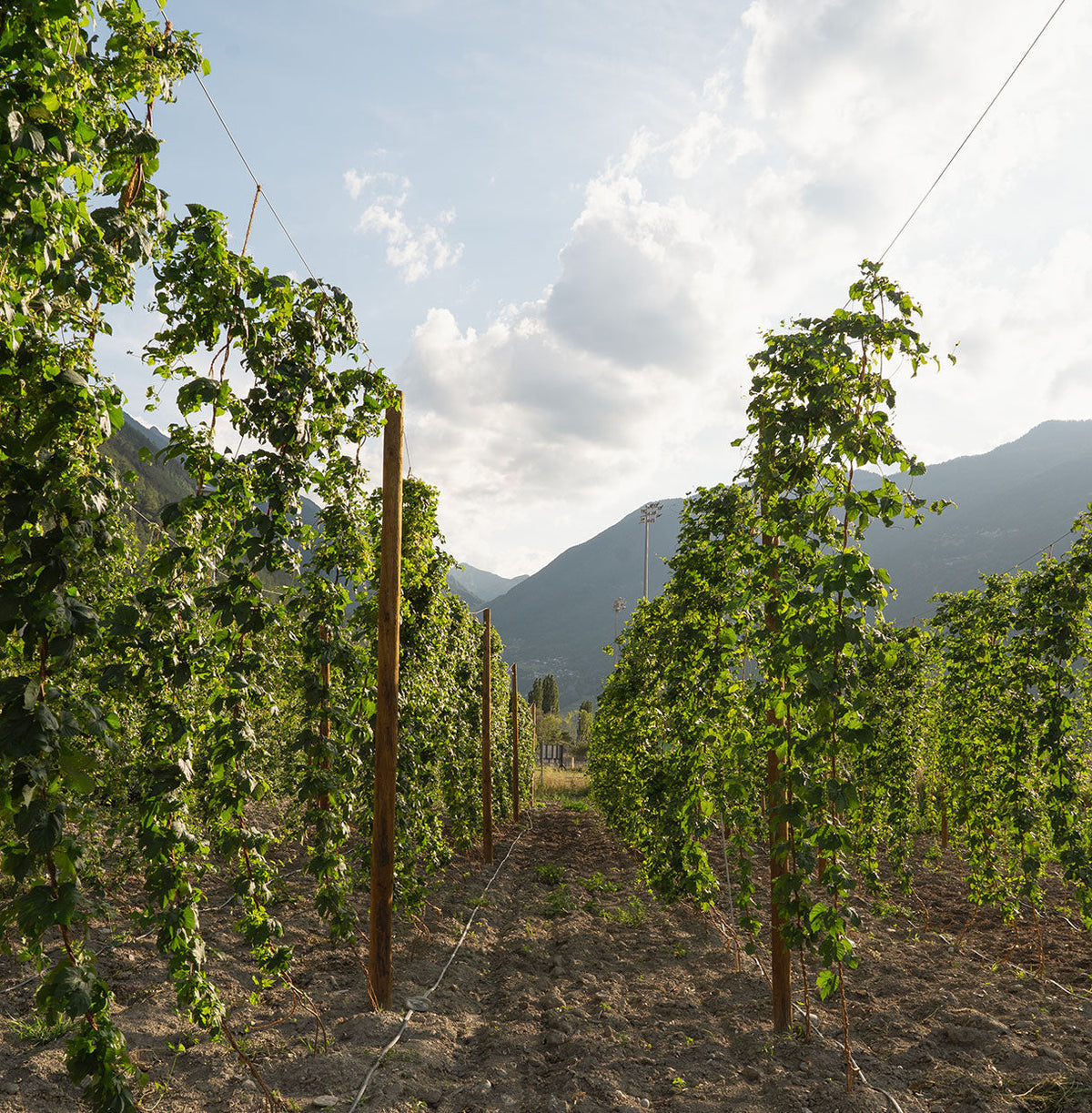 🍃 Hops: the green gold that is revolutionising beer