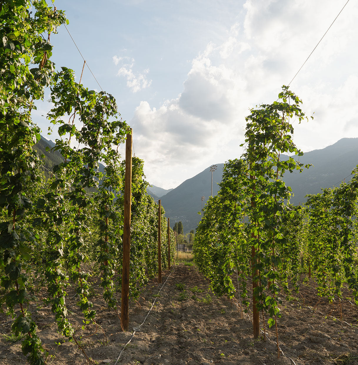 🍃 Le houblon : l’or vert qui révolutionne la bière