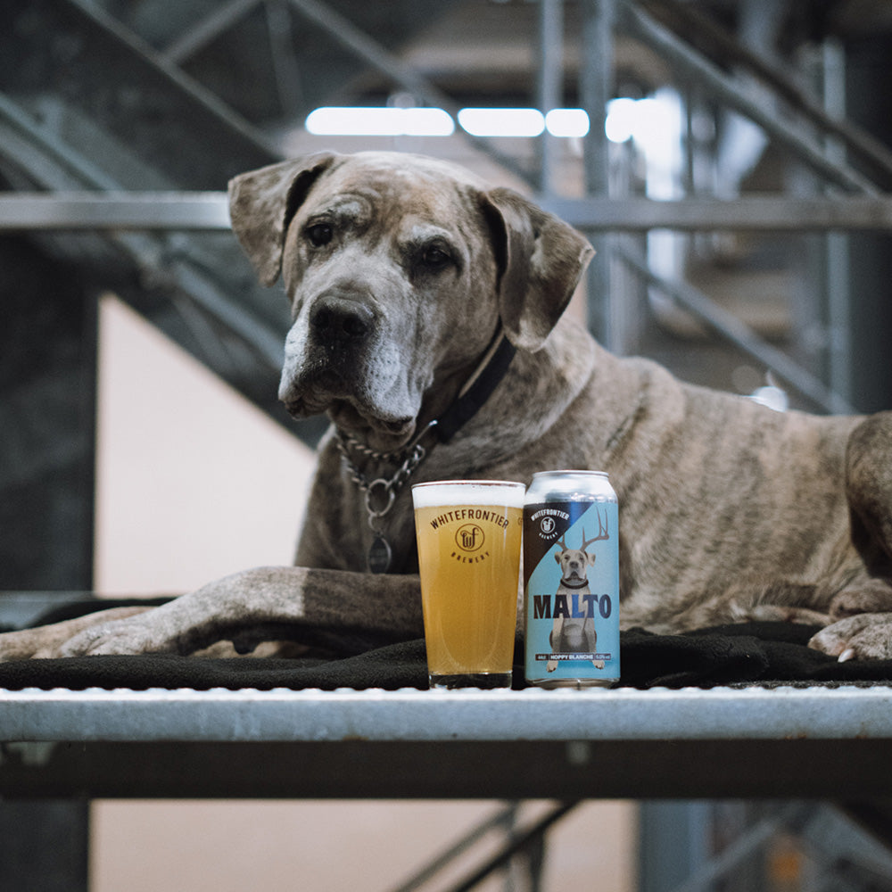 Le chien malto pose devant sa bière