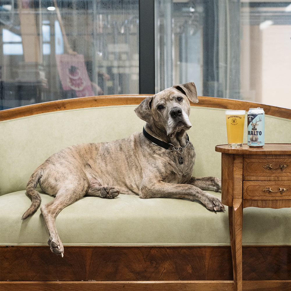 Le chien Malto sur le canapé à côté de sa bière